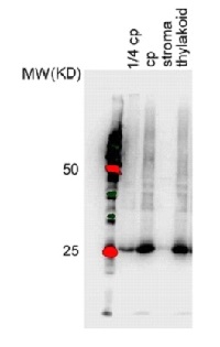 PSA3 | Photosystem I Assembly 3 in the group Antibodies Plant/Algal / Photosynthesis / PSI (Photosystem I) at Agrisera AB (Antibodies for research) (AS15 2872)